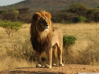 male_lion